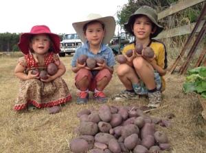 The kids all helped to plant potatoes this year and this is the harvest for today.